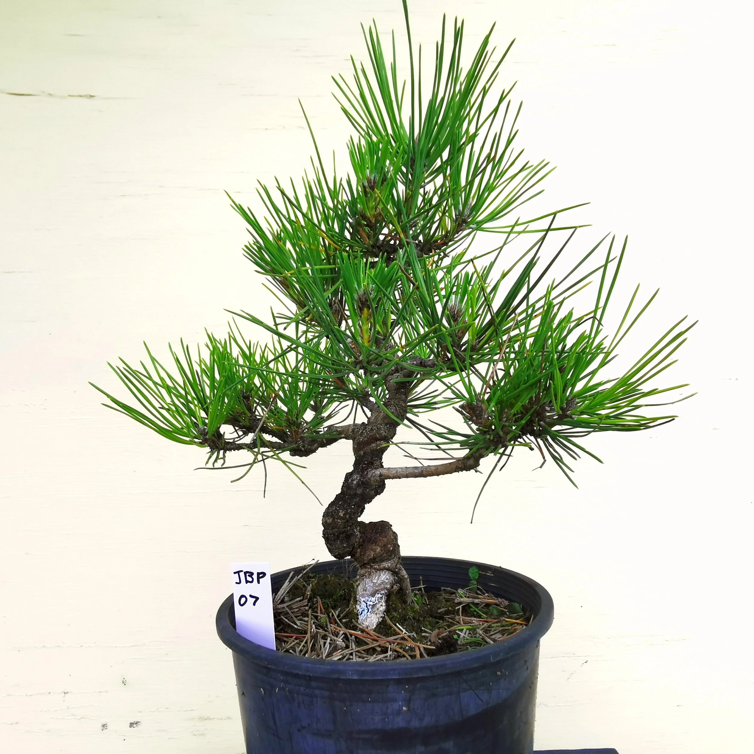 JBP07 Japanese Black Pine — Ché Vincent Bonsai